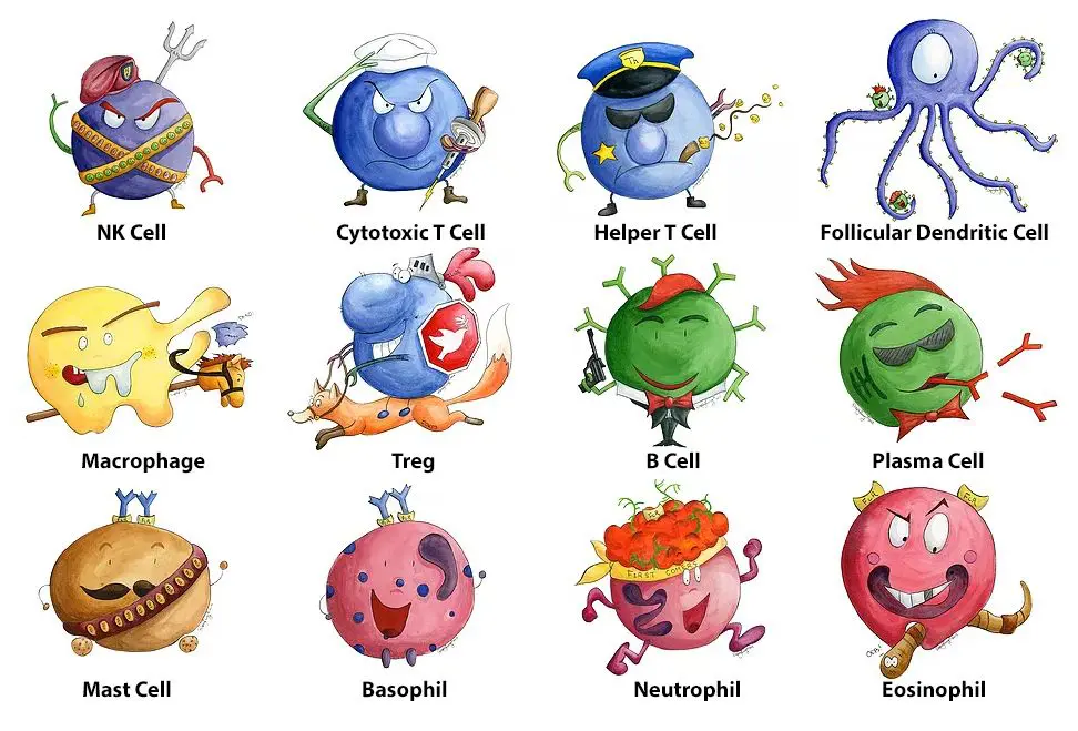 reproductive immunology