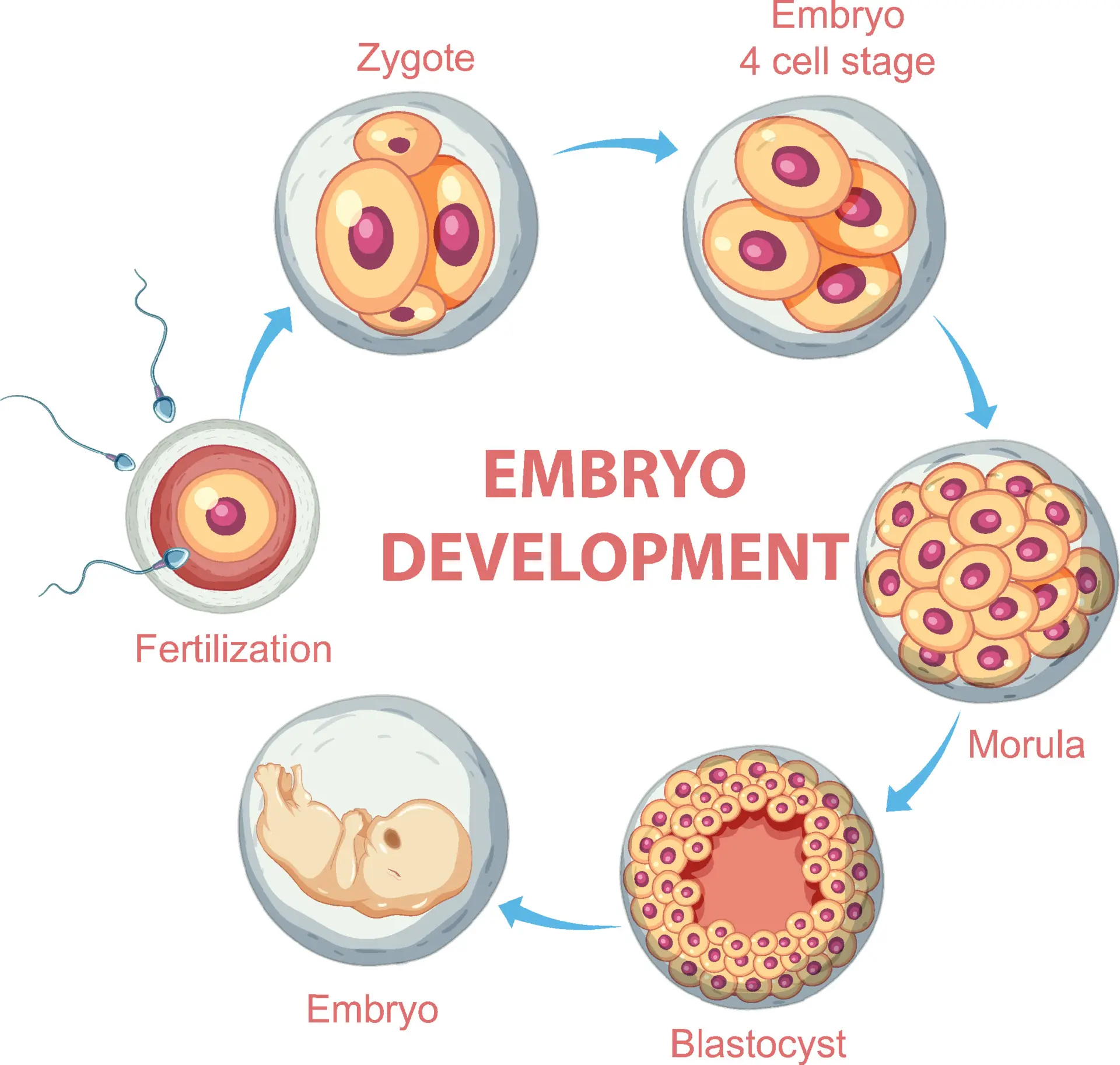 embryo development