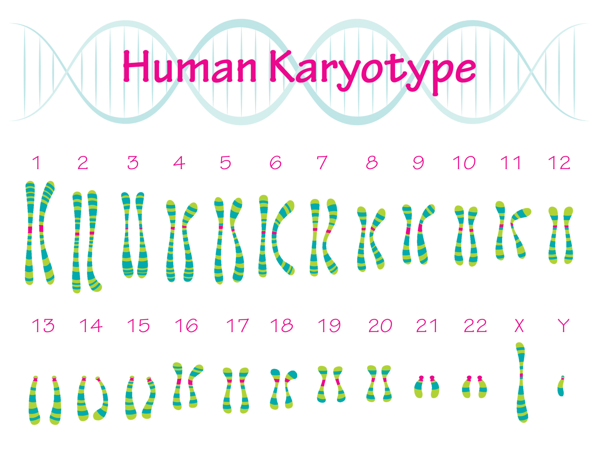 human karyotype diagram