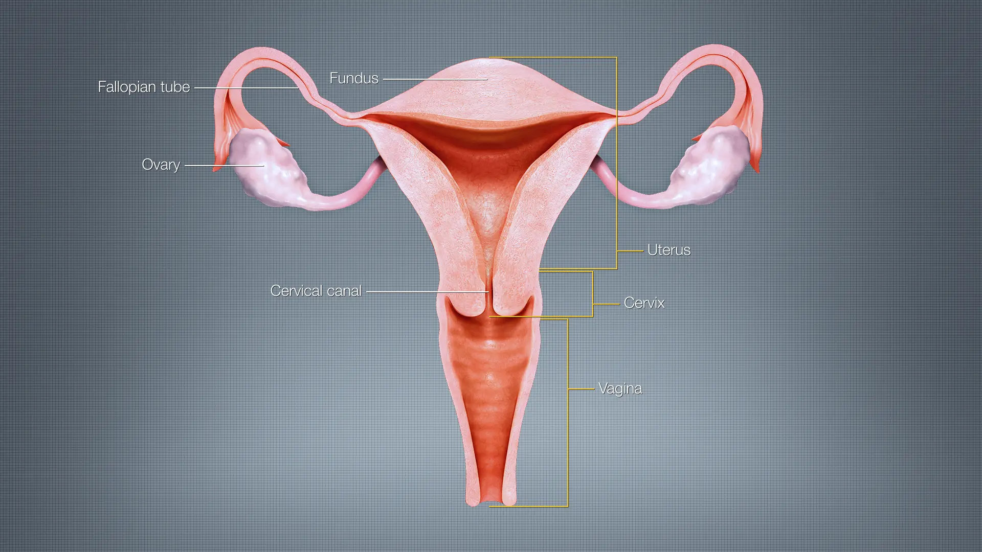 Uterus-diagram