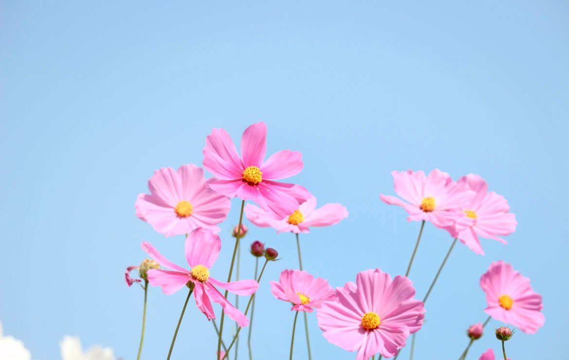 Unlocking Fertility: The Promise of Ovarian Rejuvenation