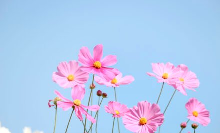Unlocking Fertility: The Promise of Ovarian Rejuvenation